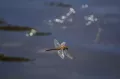 Entdecken Sie die besten Reiseziele zum Fliegenfischen